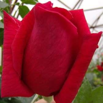 Lancôme - Roz închis - trandafir 70-110 cm