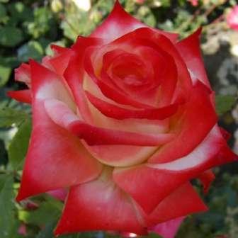 Roșu închis - trandafir 70-150 cm  Weeks