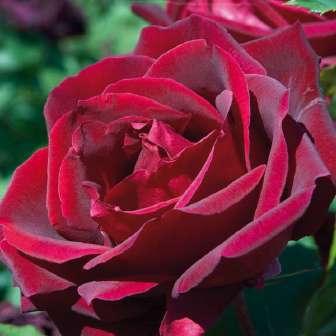 trandafir 80-120 cm Trandafir Meicesar -