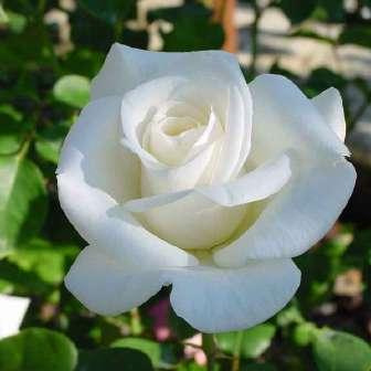 Charme - Roz - trandafir 60-80 cm Mathias