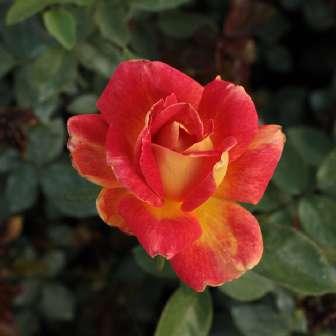 Trandafir Pascali - Alb crem - trandafir