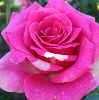 Trandafir Rebecca - Galben cu dosul