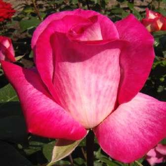 Trandafiri hibrizi Tea Trandafir Rose