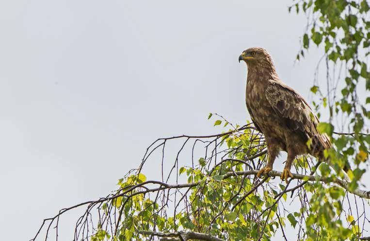 Lesser spotted eagle (Aquila pomarina) Foto: Boris Belchev Publicitatea ajută acțiunile de prevenție 5 O campanie de conștientizare aflată acum în cel de-al patrulea an de desfășurare aduce în