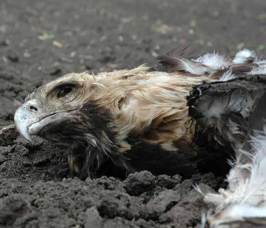 Fișa de parcurs a UE Fișa de parcurs pentru eliminarea uciderii ilegale, capturării și comerţului ilegal cu păsări sălbatice identifică cinci domenii principale în care Comisia Europeană poate lua