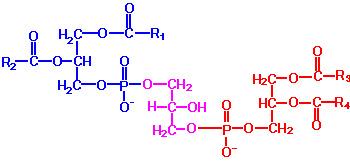 B.1.a. Glicerofosfatidele 5. Cardiolipina constă din 2 molecule de glicerofosfatide conectate prin intermediul unei molecule de glicerol.