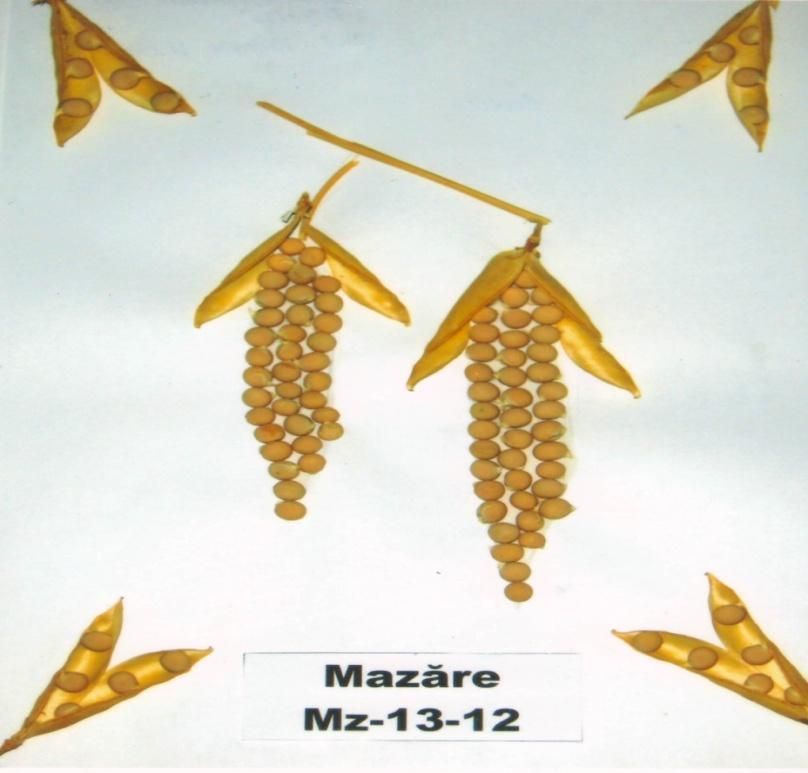 Mazăre pentru boabe MZ-13-12 Soi înregistrat pentru anul 2016 Soi semipitic (de 42-82 cm) cu frunza modificată în cîrcei şi este adaptat la recoltarea mecanizată.