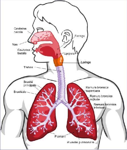 -globulele roşii (hematii ) - au rolul de a transporta oxigenul de la plămâni către ţesuturi şi dioxidul de carbon eliberat din procesele biochimice ale celulelor către plămâni spre a fi eliminat la