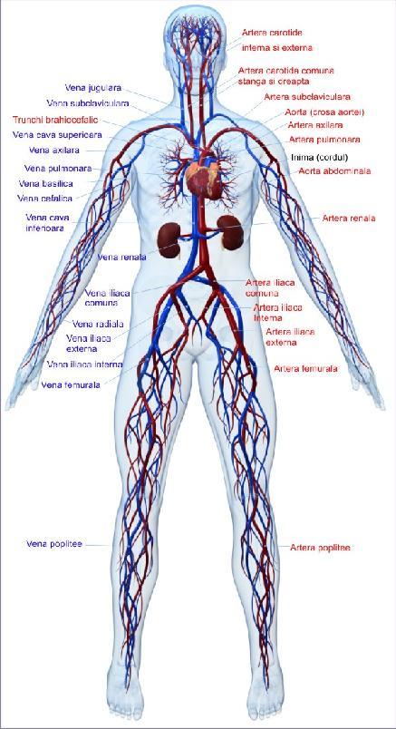 8. Aparatul cardiovascular Aparatul cardiovascular este format dintr-un organ central - inima, care funcţionează ca o pompă aspiro-respingătoare şi un arbore circulator format dintr-un sistem de