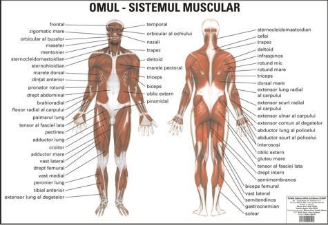 5.Musculatura Muşchii sunt organe active ale mişcării, contribuind la realizarea formei corpului şi la menţinerea poziţiei verticale.
