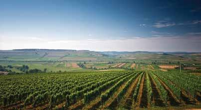 Vinurile VILLA VINEA sunt rezultatul unui microclimat unic, seva unui pământ extraordinar, amplasat pe valea râului Târnava Mică, una dintre cele mai vechi regiuni viticole ale Transilvaniei.