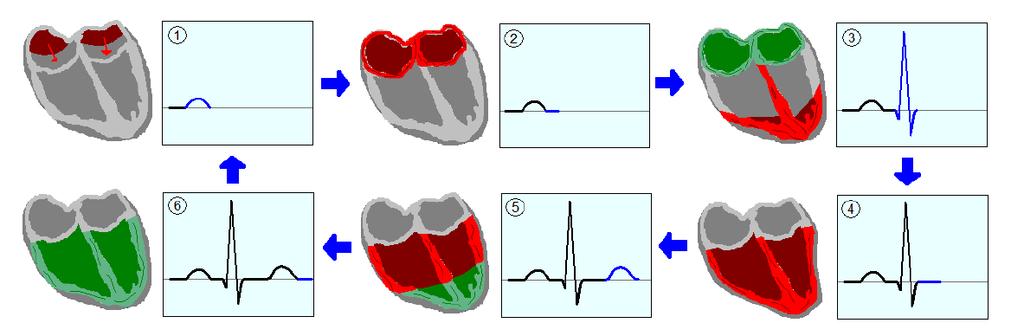 Secvenţa QRS este mai mare în amplitudine decât unda P datorită faptului că ventriculele conţin mai multă masă musculară decât atriile.[25] Secventa este urmatoarea: 1. Atriile încep depolarizarea. 2.